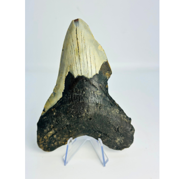Megalodon-Zahn 'The Chomped' (US) - 12,7 cm