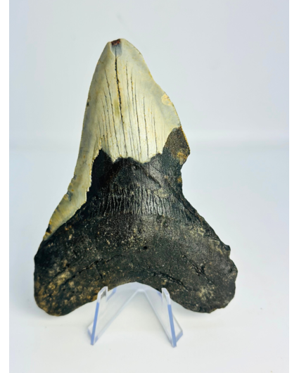 Diente de Megalodon 'The Chomped' (US) - 12.7 cm