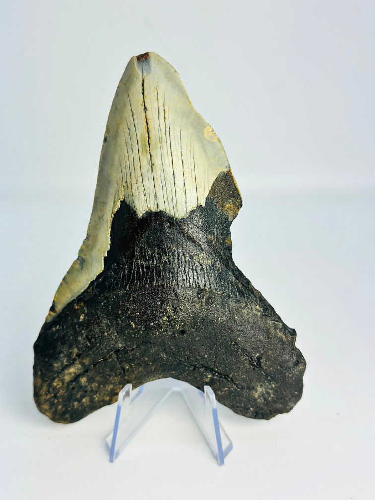 Megalodon-Zahn 'The Chomped' (US) - 12,7 cm