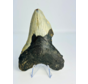 Megalodon tooth 'The Chomped' (US) - 12.7 cm
