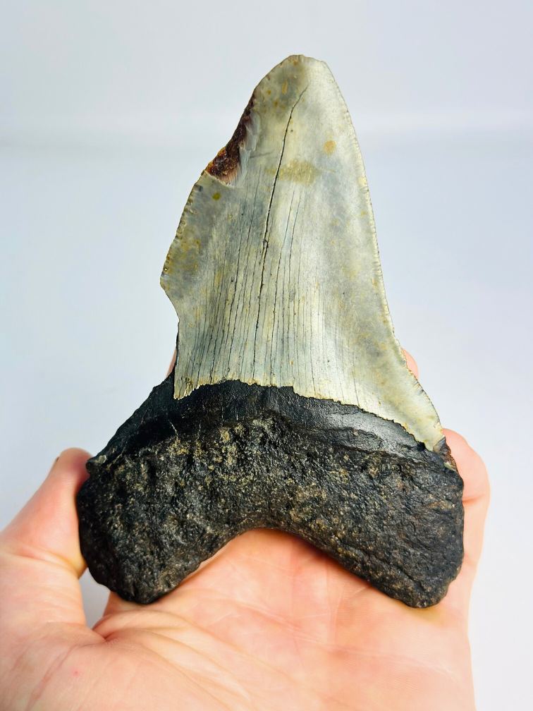 Megalodon tand 'The Chomped' (VS) - 12,7 cm