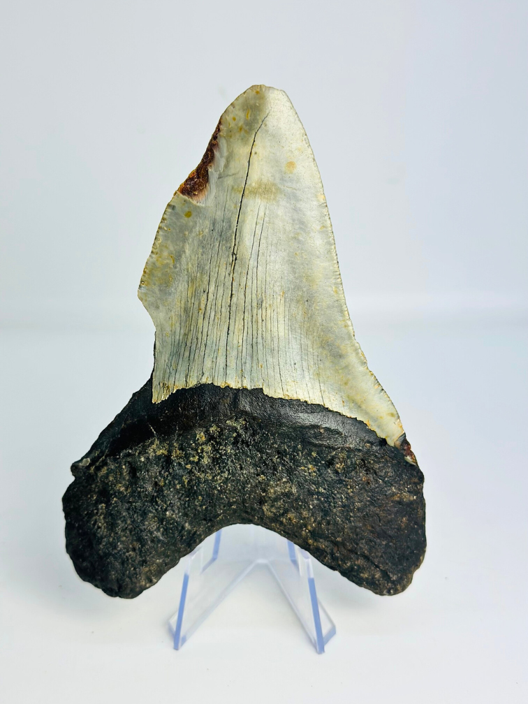 Megalodon tand 'The Chomped' (VS) - 12,7 cm