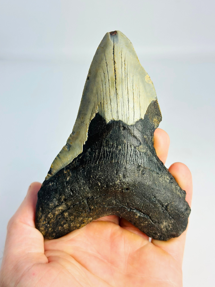 Megalodon tand 'The Chomped' (VS) - 12,7 cm