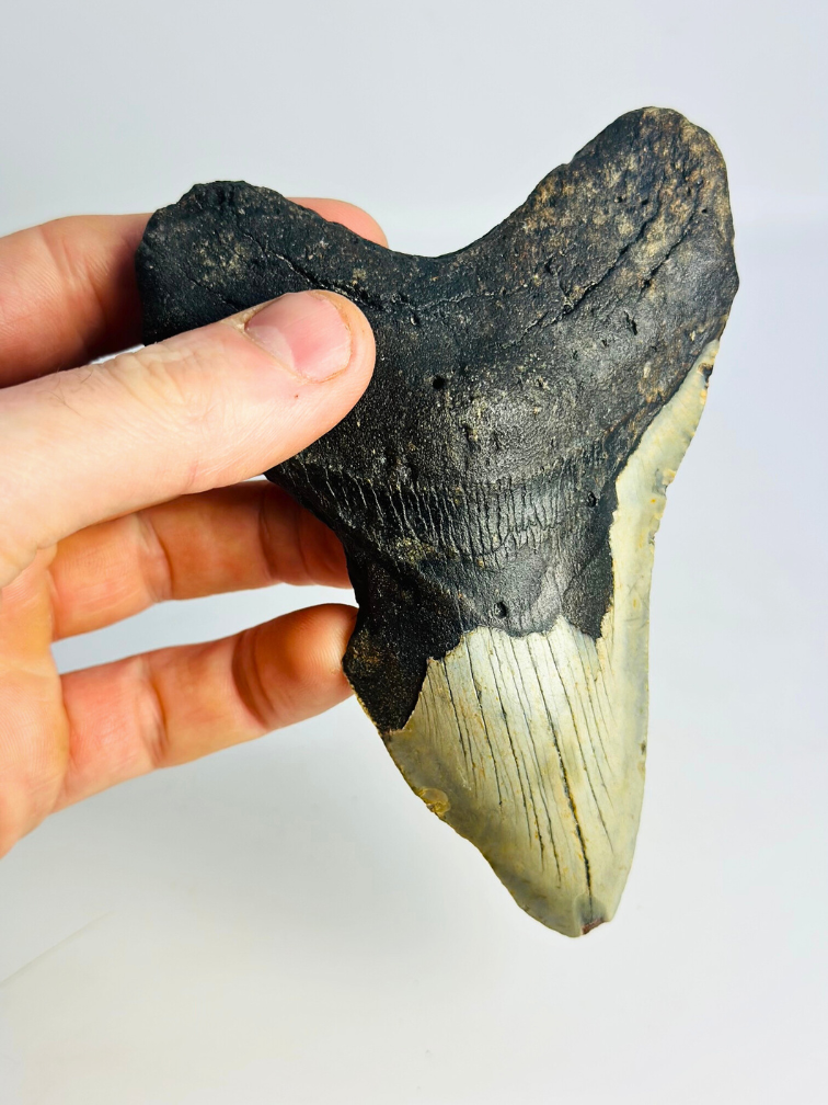 Dent de mégalodon "The Chomped" (US) - 12,7 cm