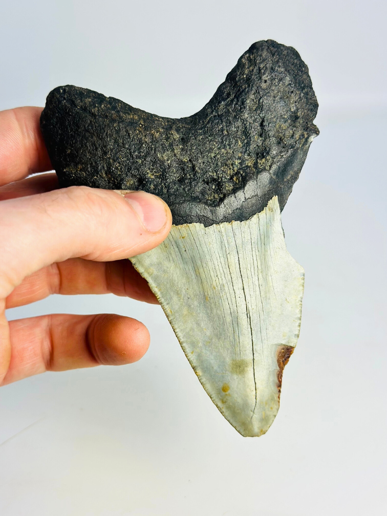 Megalodon-Zahn 'The Chomped' (US) - 12,7 cm