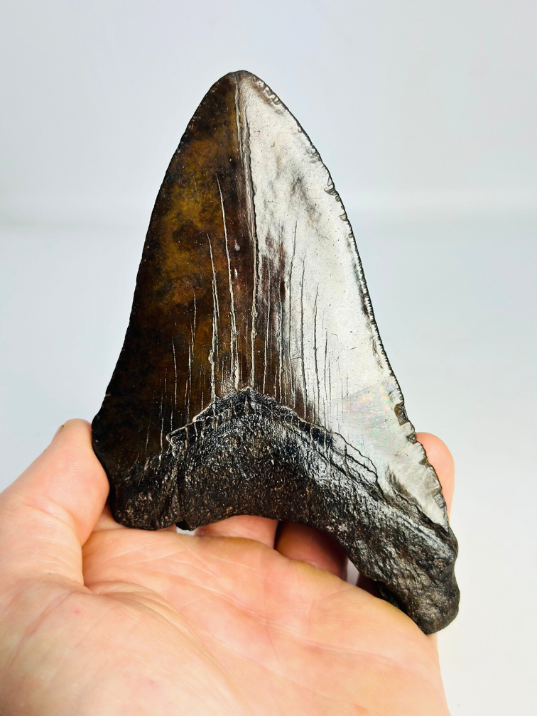 Diente de Megalodon "The Weapon" (US) - 13,6 cm
