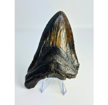 Megalodon-Zahn "The Weapon" (US) - 13,6 cm