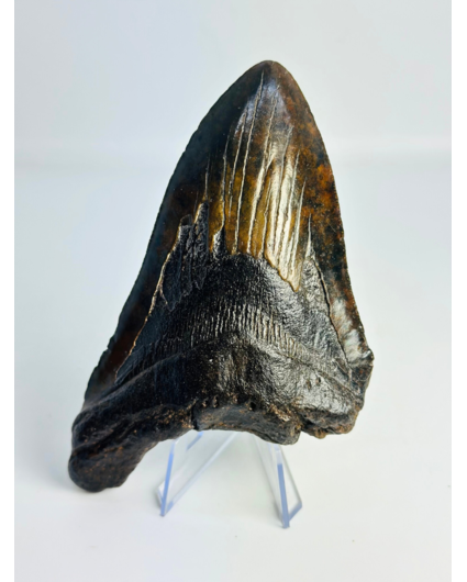 Diente de Megalodon "The Weapon" (US) - 13,6 cm