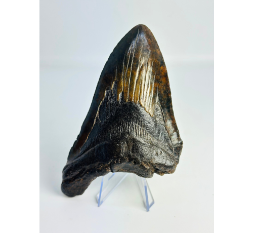 Megalodon tand "The Weapon" (VS) - 13,6 cm