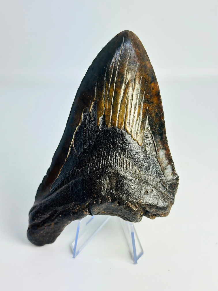 Megalodon tand "The Weapon" (VS) - 13,6 cm