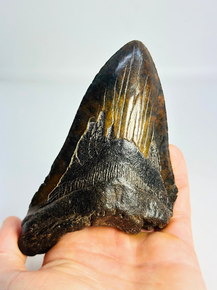 Megalodon-Zahn "The Weapon" (US) - 13,6 cm