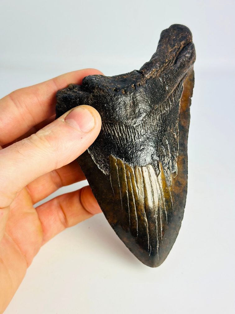 Megalodon tand "The Weapon" (VS) - 13,6 cm