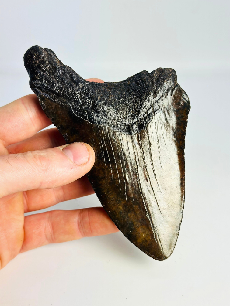 Megalodon-Zahn "The Weapon" (US) - 13,6 cm