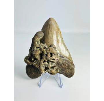 Dent de mégalodon ''Ogre Fang'' (VS) - 11,3 cm