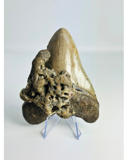 Dente di megalodonte ''Ogre Fang'' (VS) - 11,3 cm
