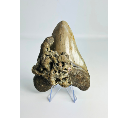 Megalodon-Zahn "Ogre Fang" (VS) - 11,3 cm