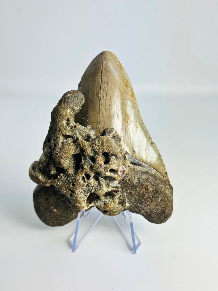 Megalodon tooth ''Ogre Fang'' (VS) - 11.3 cm