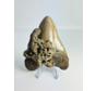 Dente di megalodonte ''Ogre Fang'' (VS) - 11,3 cm
