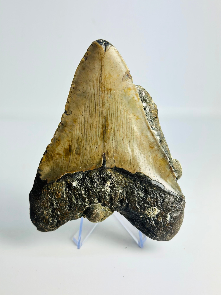 Megalodon tooth ''Ogre Fang'' (VS) - 11.3 cm