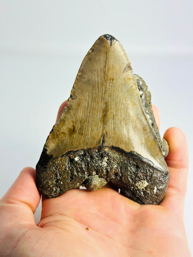 Megalodon tooth ''Ogre Fang'' (VS) - 11.3 cm