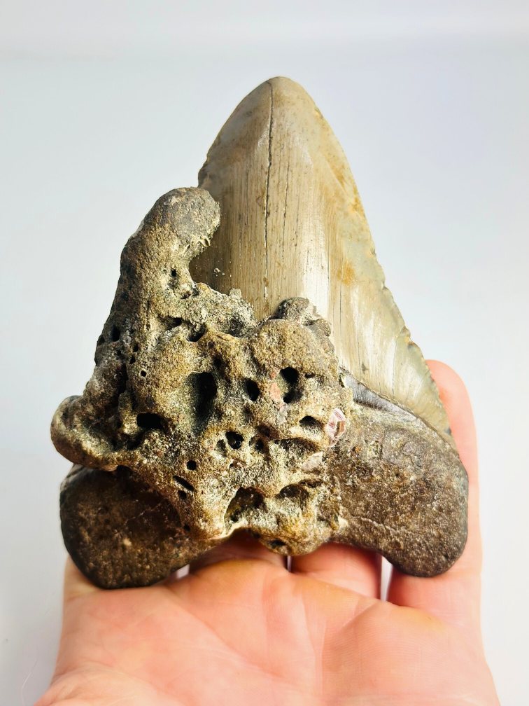 Megalodon tand ''Ogre Fang'' (VS) - 11,3 cm