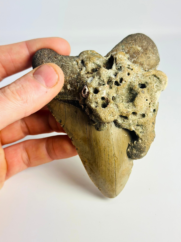 Megalodon tand ''Ogre Fang'' (VS) - 11,3 cm