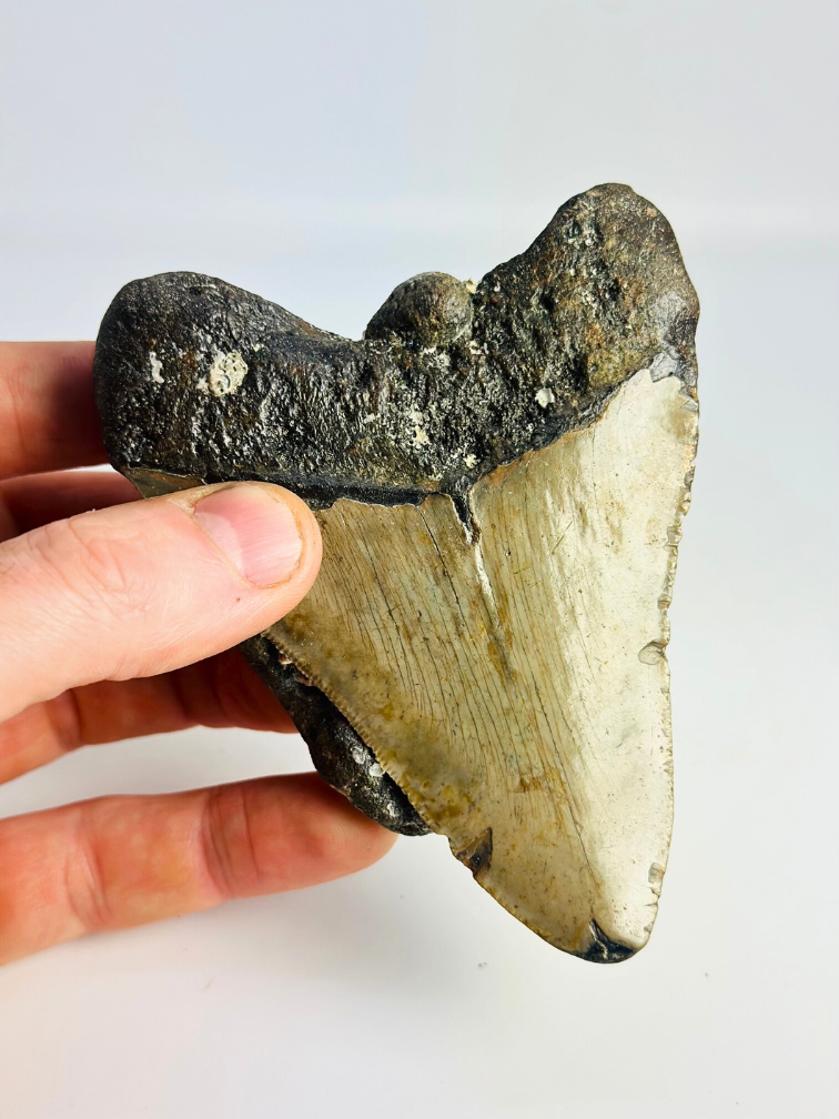Megalodon tooth ''Ogre Fang'' (VS) - 11.3 cm