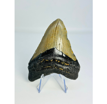 Megalodon Tand "Tarnished Spear" (VS) - 9,8 cm