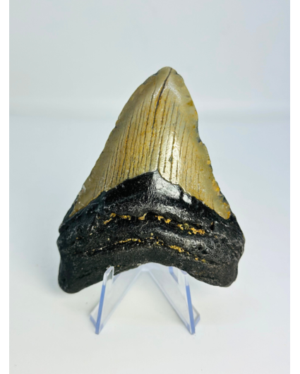 Megalodon Tand "Tarnished Spear" (VS) - 9,8 cm