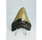 Diente de Megalodon "Tarnished Spear" (US) - 9,8 cm