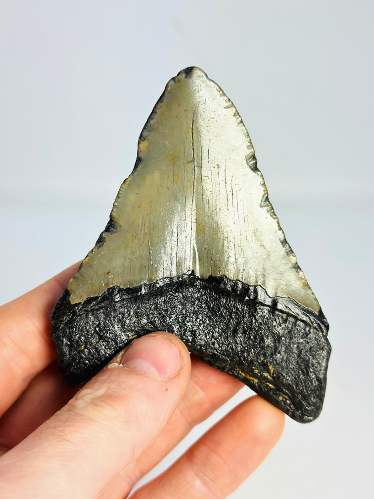 Megalodon Tand "Tarnished Spear" (VS) - 9,8 cm