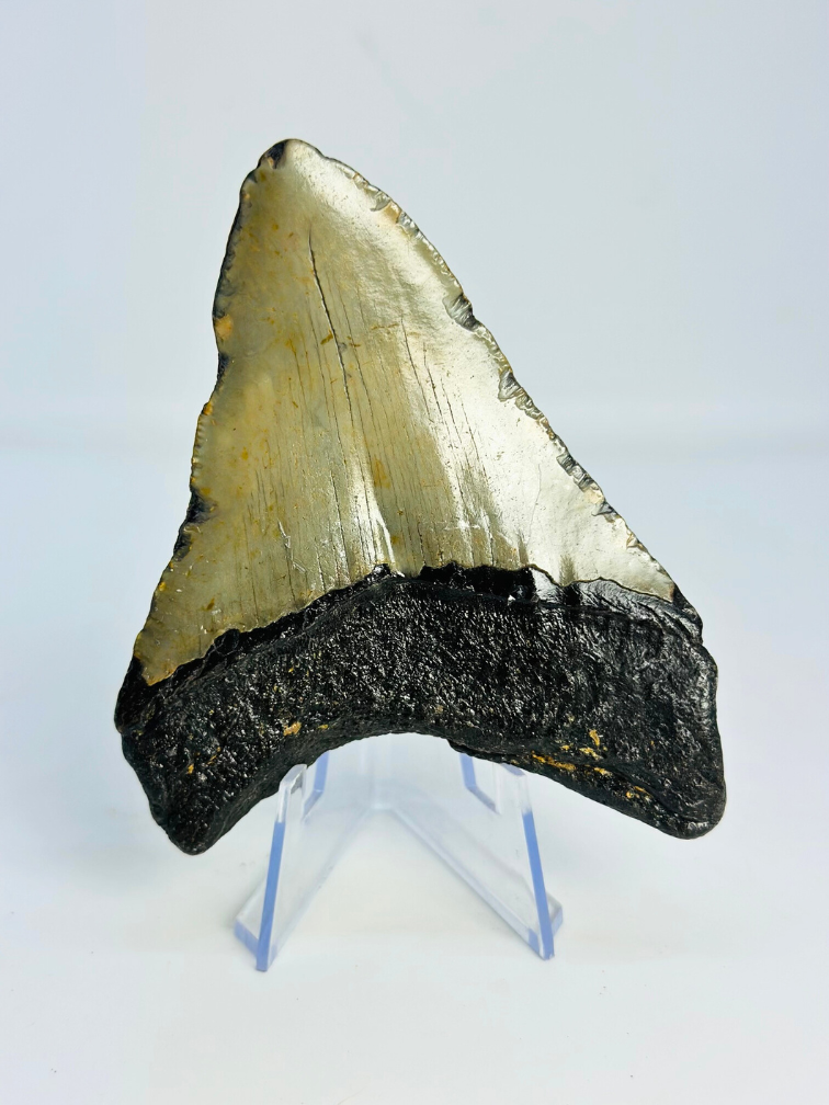 Megalodon-Zahn "Tarnished Spear" (US) - 9,8 cm