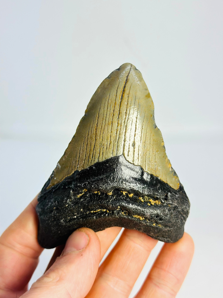 Diente de Megalodon "Tarnished Spear" (US) - 9,8 cm