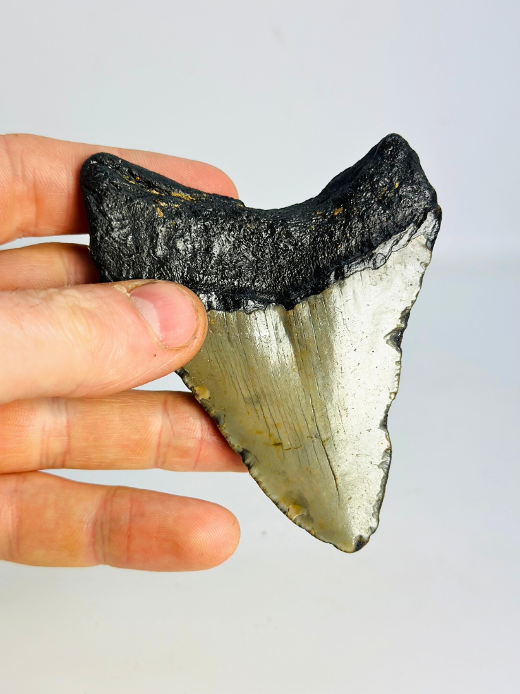 Megalodon Tooth "Tarnished Spear" (US) - 9.8 cm