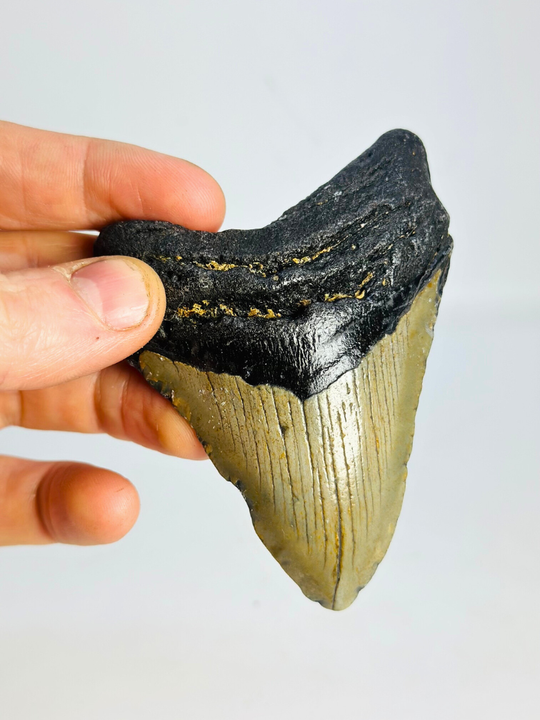 Dent de mégalodon "Tarnished Spear" (US) - 9,8 cm