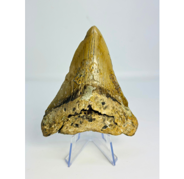 Megalodon-Zahn " Sin of Lust" (US) - 10,1 cm
