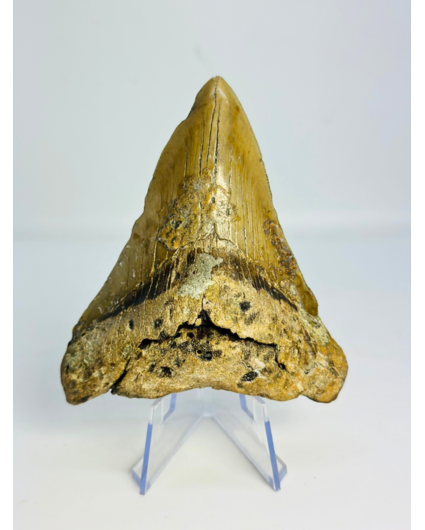 Diente de Megalodon "Sin of Lust" (US) - 10.1 cm