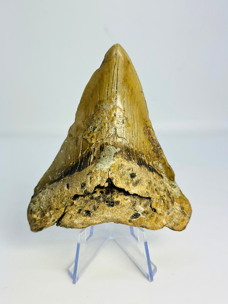 Dent de mégalodon "Sin of Lust" (US) - 10,1 cm