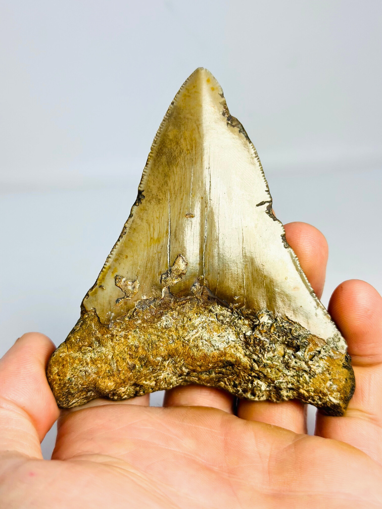 Dent de mégalodon "Sin of Lust" (US) - 10,1 cm