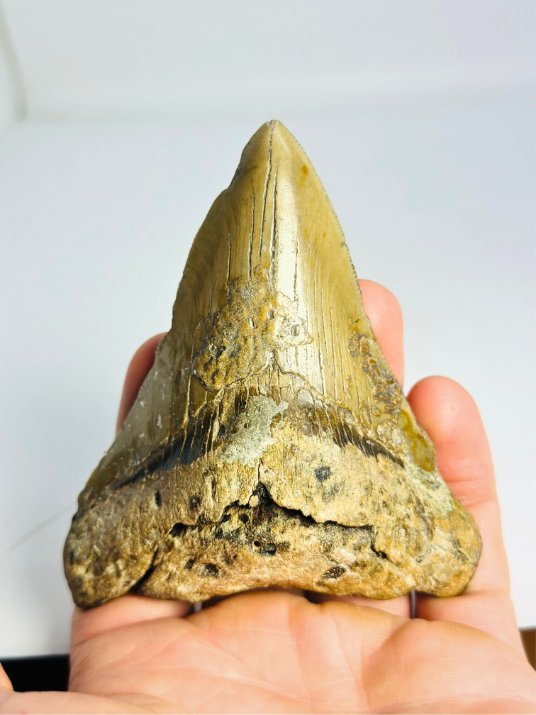 Dent de mégalodon "Sin of Lust" (US) - 10,1 cm