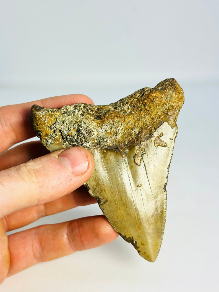 Megalodon Tooth "Sin of Lust" (US) - 10.1 cm