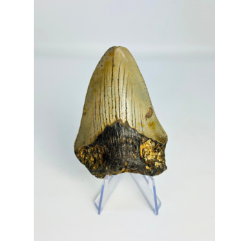 Diente de Megalodon " Claw of the Valkyrie" (US) - 8.6 cm