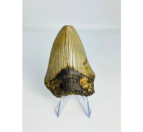Megalodon-Zahn " Claw of the Valkyrie" (US) - 8,6 cm