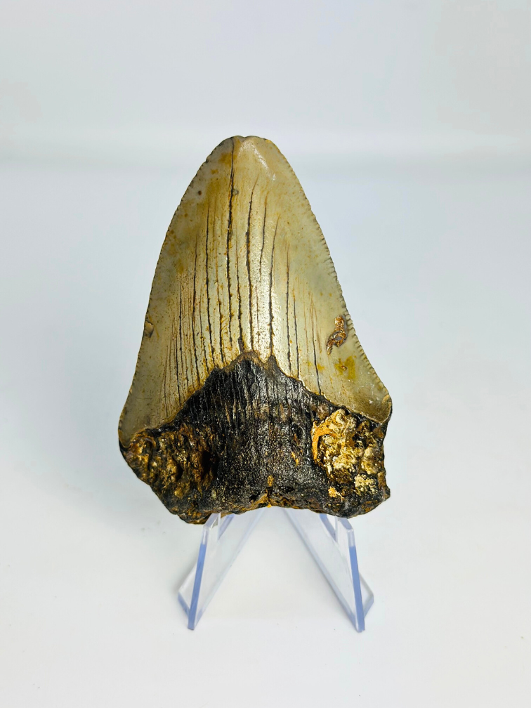 Megalodon Tooth "Claw of the Valkyrie" (US) - 8.6 cm