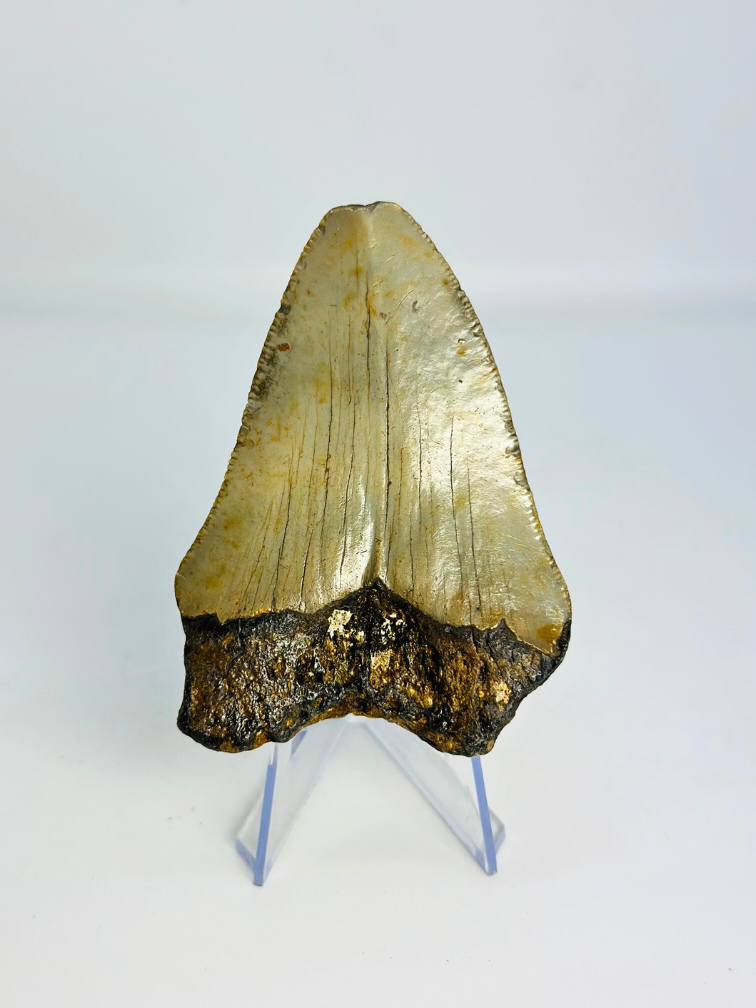 Dente di Megalodon " Claw of the Valkyrie" (USA) - 8,6 cm