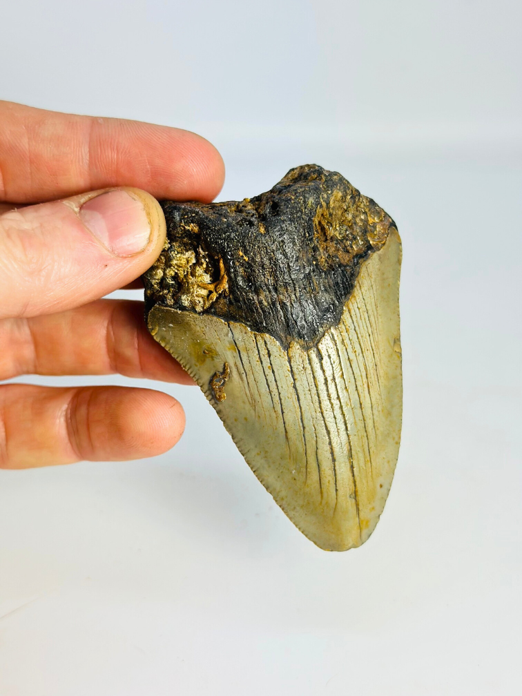 Megalodon Tooth "Claw of the Valkyrie" (US) - 8.6 cm