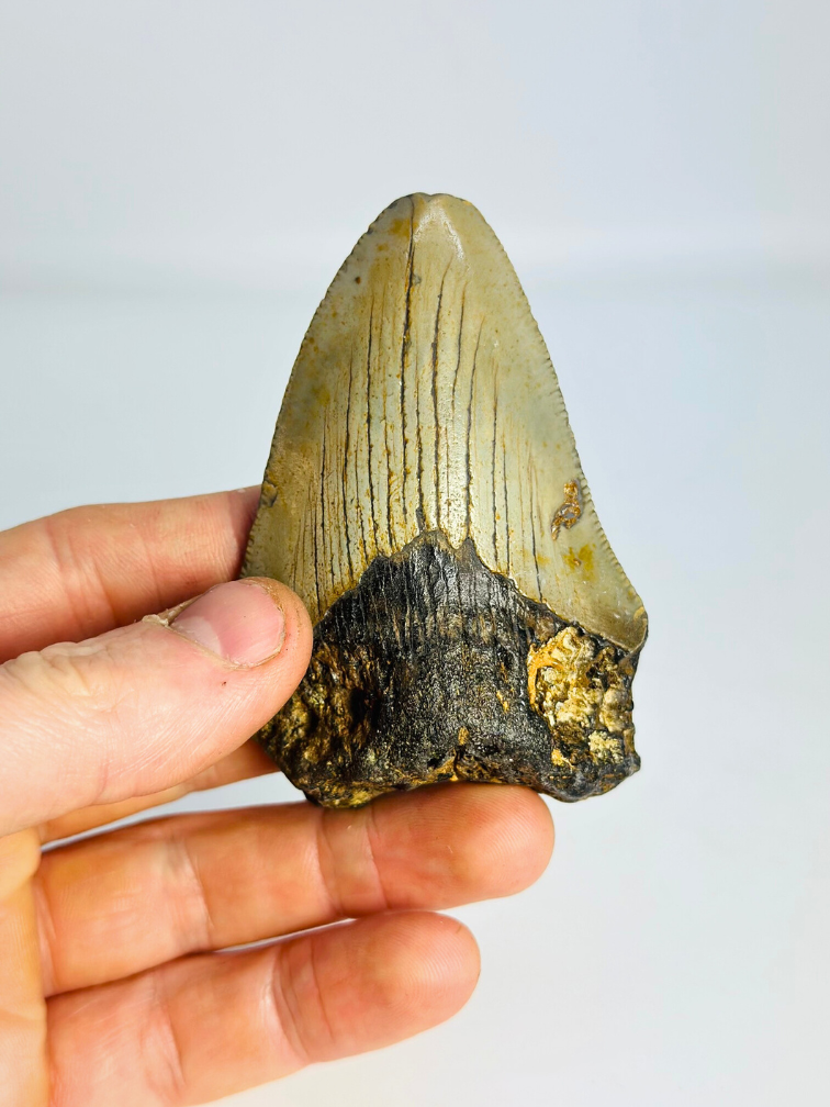 Megalodon Tooth "Claw of the Valkyrie" (US) - 8.6 cm