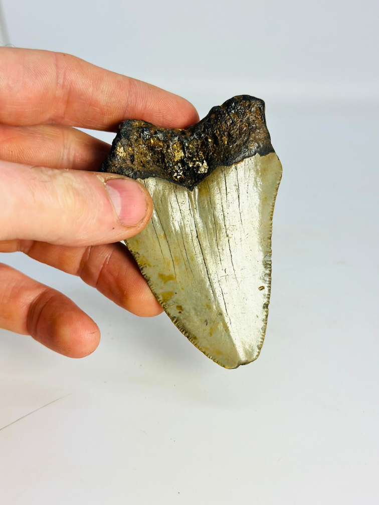 Dente di Megalodon " Claw of the Valkyrie" (USA) - 8,6 cm