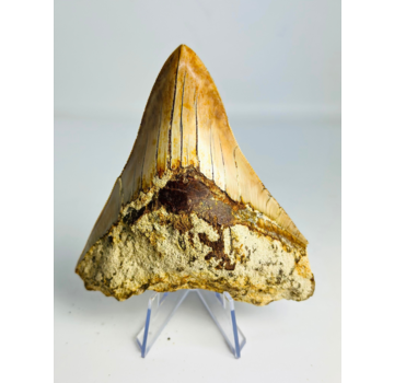 Megalodon tand ''Tainted Proof'' (Indonesië) - 10,9 cm