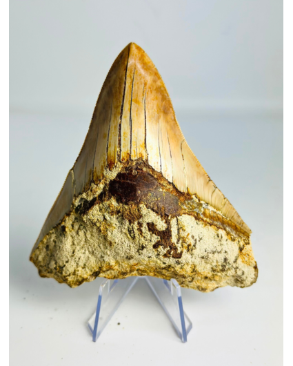 Dente di megalodonte ''Tainted Proof'' (Indonesia) - 10,9 cm